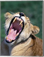 Lioness Yawning, Tanzania Africa Fine Art Print
