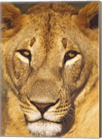 Close-up of a lioness, Tanzania Fine Art Print