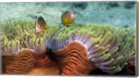 Skunk Anemone and Indian Bulb Anemone Fine Art Print