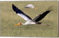 Yellow-billed stork flying above a field Fine Art Print