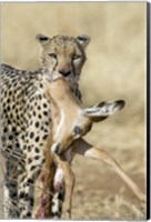 Close-up of a cheetah carrying its kill Fine Art Print