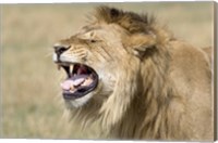 Close-up of a male lion roaring Fine Art Print