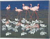 Avocets and flamingos standing in water, Ngorongoro Crater, Ngorongoro Conservation Area, Tanzania Fine Art Print