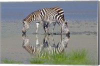Two zebras drinking water from a lake, Ngorongoro Conservation Area, Arusha Region, Tanzania (Equus burchelli chapmani) Fine Art Print
