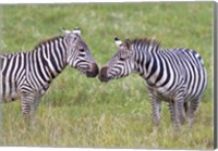 Side profile of two zebras touching their snouts, Ngorongoro Crater, Ngorongoro Conservation Area, Tanzania Fine Art Print