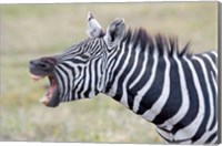 Close-up of a zebra braying, Ngorongoro Crater, Ngorongoro Conservation Area Tanzania Fine Art Print