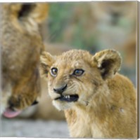 Close-up of a lion cub, Ngorongoro Conservation Area, Arusha Region, Tanzania (Panthera leo) Fine Art Print