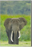 Close-up of an African elephant in a field, Ngorongoro Crater, Arusha Region, Tanzania (Loxodonta Africana) Fine Art Print