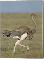 Side profile of an Ostrich running in a field, Ngorongoro Conservation Area, Arusha Region, Tanzania (Struthio camelus) Fine Art Print