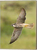 Close-up of a Lanner falcon flying, Lake Manyara, Arusha Region, Tanzania (Falco biarmicus) Fine Art Print