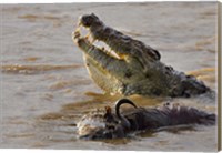 Nile crocodile with a dead wildebeest in a river, Masai Mara National Reserve, Kenya (Crocodylus niloticus) Fine Art Print