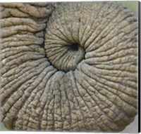 Close-up of an Elephant trunk, Ngorongoro Conservation Area, Arusha Region, Tanzania Fine Art Print