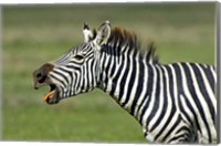 Side profile of a zebra braying, Ngorongoro Conservation Area, Arusha Region, Tanzania (Equus burchelli chapmani) Fine Art Print