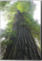 Low-Angle View Of Redwood Tree Fine Art Print