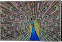 Peacock bird displaying feathers, portrait. Fine Art Print