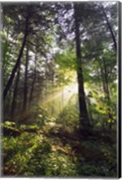 Sunbeams in dense forest, Great Smoky Mountains National Park, Tennessee, USA. Fine Art Print