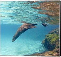 Galapagos sea lion (Zalophus wollebaeki) swimming underwater, Galapagos Islands, Ecuador Fine Art Print