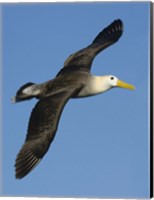 Waved albatross (Diomedea irrorata) flying in the sky, Galapagos Islands, Ecuador Fine Art Print