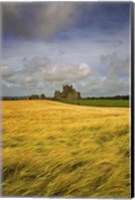 Cistercian Dunbrody Abbey (1182) beyond Barley Field, County Wexford, Ireland Fine Art Print