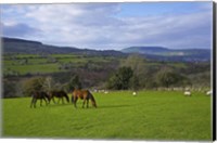 Horses and Sheep in the Barrow Valley, Near St Mullins, County Carlow, Ireland Fine Art Print