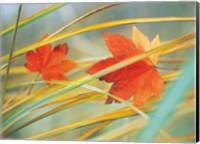 Two fall orange fall leaves amid yellow reeds with out of focus green background Fine Art Print