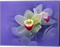 Waxy white orchids with fuchsia centers floating in purple water Fine Art Print