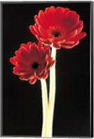 Close up of two deep red flowers with white stems on black background Fine Art Print