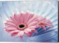 Close up of two pink gerbera daisies in water ripples Fine Art Print