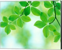 Selective focus close up of green leaves hanging from tree Fine Art Print