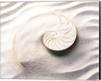 Shell spiraling into wavy sand pattern Fine Art Print