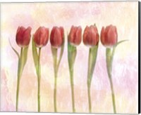 Six pink tulips with green stems and leaves upright in front of pink plaster wall Fine Art Print