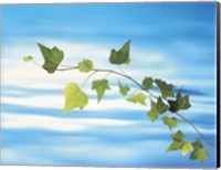 Green vine floating in blue water Fine Art Print