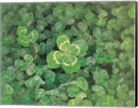 Close up of green clover Fine Art Print