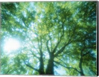 Selective focus trees in forest Fine Art Print