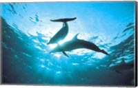 Upward view of two silhouetted dolphins on surface of sea Fine Art Print