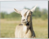 Close-up of a goat, goat cheese farm, Vancouver, Washington Fine Art Print