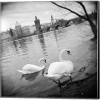 Two swans in a river, Vltava River, Prague, Czech Republic Fine Art Print