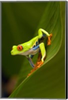 Close-up of a Red-Eyed Tree frog (Agalychnis callidryas) sitting on a leaf, Costa Rica Fine Art Print
