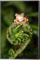 Close-up of a Blue-Eyed Tree frog on a fern frond, Andasibe-Mantadia National Park, Madagascar Fine Art Print