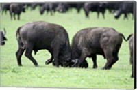 Cape buffalo bulls (Syncerus caffer) sparring, Ngorongoro Crater, Ngorongoro, Tanzania Fine Art Print