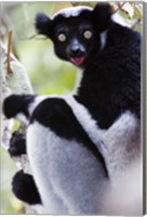 Close-up of an Indri lemur (Indri indri), Andasibe-Mantadia National Park, Madagascar Fine Art Print