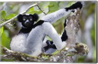 Indri lemur (Indri indri) sitting on a tree, Andasibe-Mantadia National Park, Madagascar Fine Art Print
