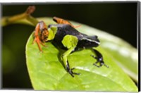 Close-up of a Painted mantella (Mantella madagascarensis) frog, Madagascar Fine Art Print