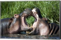Two hippopotamuses (Hippopotamus amphibius) fighting in water, Ngorongoro Crater, Ngorongoro, Tanzania Fine Art Print