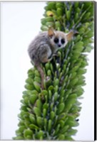Close-up of a Grey Mouse lemur (Microcebus murinus) on a tree, Berenty, Madagascar Fine Art Print