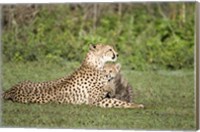 Cheetah cub (Acinonyx jubatus) playing with its mother, Ndutu, Ngorongoro, Tanzania Fine Art Print