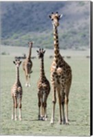 Giraffes (Giraffa camelopardalis) standing in a forest, Lake Manyara, Tanzania Fine Art Print