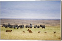 Lion family (Panthera leo) looking at a herd of zebras in a field, Ngorongoro Crater, Ngorongoro, Tanzania Fine Art Print