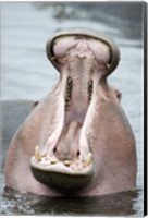 Close-up of a hippopotamus (Hippopotamus amphibius) yawning in a lake, Lake Manyara, Tanzania Fine Art Print
