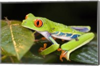 Red-Eyed Tree frog (Agalychnis callidryas) on leaves Fine Art Print